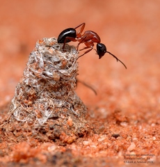 Camponotus armstrongi