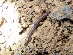 Stemmiulidae