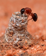Camponotus armstrongi