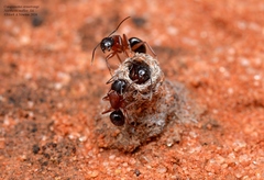 Camponotus armstrongi