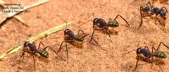 Camponotus aurocinctus