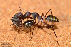 Camponotus aurocinctus