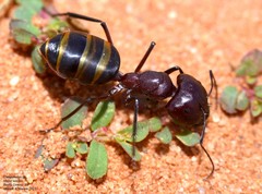 Camponotus aurocinctus