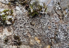 Rhizocarpon reductum