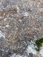 Rhizocarpon reductum