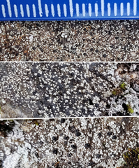 Rhizocarpon reductum