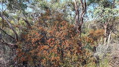 Acacia colletioides