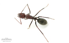 Camponotus capito