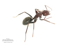 Camponotus capito