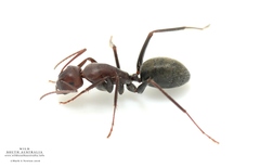Camponotus capito