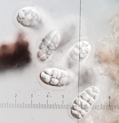 Rhizocarpon reductum