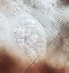 Rhizocarpon reductum