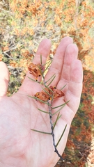 Acacia colletioides