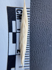 Bromus catharticus catharticus