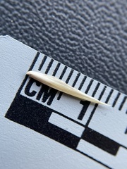 Bromus catharticus catharticus