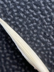 Bromus catharticus catharticus