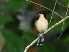 Donacobius atricapilla