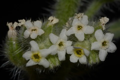 Oreocarya setosissima