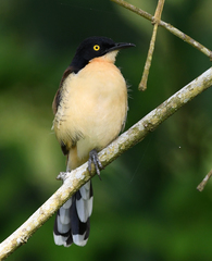 Donacobius atricapilla