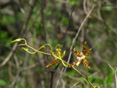 Oncidium hastatum