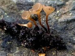 Ciboria amentacea