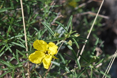 Oenothera berlandieri berlandieri