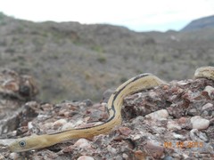 Bogertophis subocularis