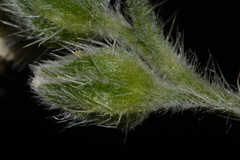 Oreocarya setosissima