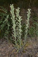 Oreocarya setosissima