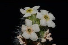 Oreocarya setosissima