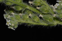 Oreocarya setosissima