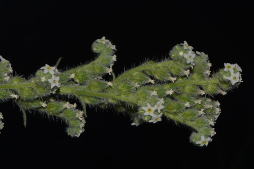 Image of Oreocarya setosissima by (c) Brian Finzel, some rights reserved (CC BY-SA)
