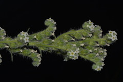 Oreocarya setosissima