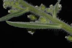 Oreocarya setosissima