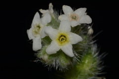 Oreocarya setosissima