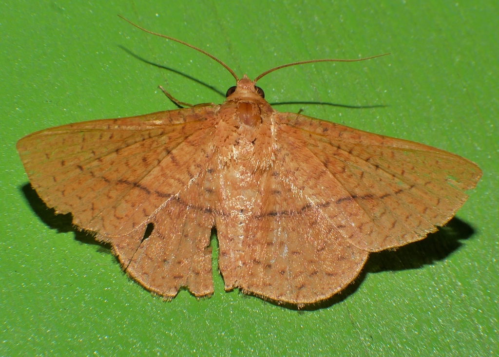 Striglina cinnamomea