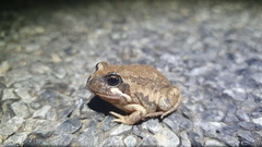 Limnodynastes dumerilii dumerilii