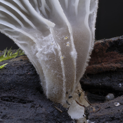 Hohenbuehelia auriscalpium