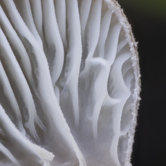 Hohenbuehelia auriscalpium