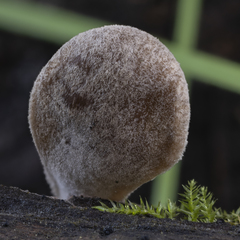 Hohenbuehelia auriscalpium