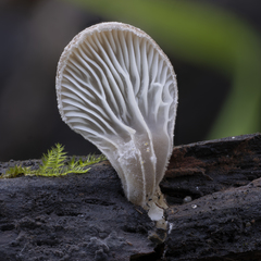 Hohenbuehelia auriscalpium