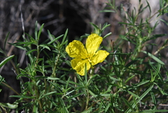 Oenothera berlandieri berlandieri