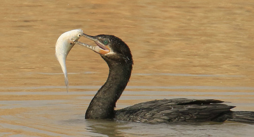 Neotropic Cormorant, photo 5 of 9
