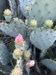 Opuntia × vaseyi