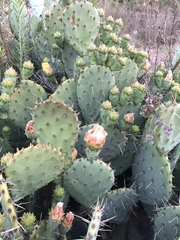 Opuntia × vaseyi