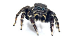 Jotus karllagerfeldi