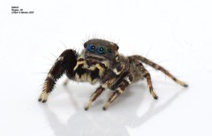 Jotus karllagerfeldi