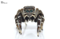 Jotus karllagerfeldi