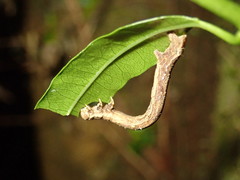 Pseudocoremia suavis