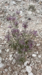 Ptilotus semilanatus